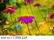 Цветение пиретрума (Pyréthrum) Стоковое фото, фотограф Александр Алексеев / Фотобанк Лори