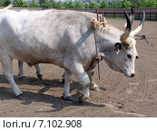 Шоу в парке братьев Лазар. Венгрия (2010 год). Редакционное фото, фотограф Анатолий Заводсков / Фотобанк Лори