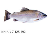 Радужная форель (Oncorhynchus mykiss) изолировано на белом фоне. Стоковое фото, фотограф Ирина Кожемякина / Фотобанк Лори