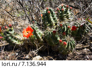 Зацветающий куст кактуса эхиноцереуса шарлахового — Echinocereus coccineus (2014 год). Стоковое фото, фотограф Ирина Кожемякина / Фотобанк Лори