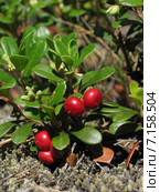 Толокнянка обыкновенная (медвежье ушко) Arctostaphylos uva-ursi. Стоковое фото, фотограф Т. З. / Фотобанк Лори