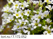 Ясколка уральская (Cerastium uralense) крупным планом. Стоковое фото, фотограф Евгений Ткачёв / Фотобанк Лори