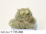 Цветущая маммиллярия перистая (Mammillaria plumosa) Стоковое фото, фотограф Светлана Зотеева / Фотобанк Лори
