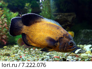 Астронотус красный оскар (Astronotus ocellatus) крупным планом. Стоковое фото, фотограф Григорий Писоцкий / Фотобанк Лори