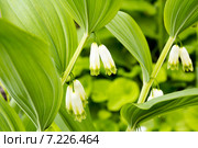 Цветущая купена многоцветковая (Polygonatum multiflorum) Стоковое фото, фотограф Евгений Ткачёв / Фотобанк Лори