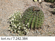 Цветущая белая цинния  (Zinnia acerosa)  рядом с Бочковым кактусом (Ferocactus cylindraceus). Национальный парк Сагуаро, Аризона, США (2015 год). Стоковое фото, фотограф Ирина Кожемякина / Фотобанк Лори