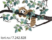 Малая или рыжая панда (Ailurus fulgens). Рисунок в стиле се-и. Стоковая иллюстрация, иллюстратор Заноза-Ру / Фотобанк Лори