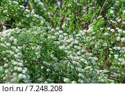 Декоративный кустарник Спирея Вангутта (Spiraea vanhouttei) Стоковое фото, фотограф Алёшина Оксана / Фотобанк Лори