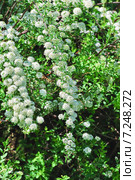 Декоративный кустарник Спирея Вангутта (Spiraea vanhouttei) Стоковое фото, фотограф Алёшина Оксана / Фотобанк Лори