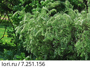Декоративный кустарник Спирея Вангутта (Spiraea vanhouttei) Стоковое фото, фотограф Алёшина Оксана / Фотобанк Лори