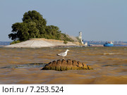 Чайка на затопленной автомобильной шине у маяка. Стоковое фото, фотограф A Челмодеев / Фотобанк Лори