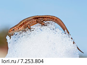 Прыткая ящерица (Lacerta agilis). Ящерица на снежной горке весной. Стоковое фото, фотограф Евгений Мухортов / Фотобанк Лори