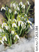 Подснежники Воронова (лат.Galanthus woronowii) Стоковое фото, фотограф Елена Коромыслова / Фотобанк Лори