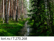 Просека в весеннем лесу. Стоковое фото, фотограф Игорь Анненков / Фотобанк Лори