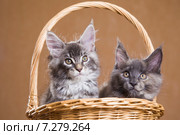 Котята породы мейн-кун в корзине. Стоковое фото, фотограф Gagara / Фотобанк Лори