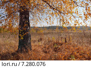 Березы осенью. Осенний пейзаж. Стоковое фото, фотограф Виталий Горелов / Фотобанк Лори