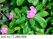 Катарантус (Барвинок) розовый, сatharanthus roseus (Vinca rosea) Стоковое фото, фотограф Овчинникова Ирина / Фотобанк Лори
