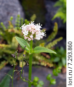 Валериана головчатая (Valeriana capitata) Стоковое фото, фотограф Евгений Ткачёв / Фотобанк Лори