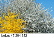 Форзиция европейская (Forsythia europaea) в цветущем саду. Стоковое фото, фотограф Svet / Фотобанк Лори