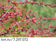 Барбарис Тунберга краснолистный (Berberis thunbergii) весной Фокус по центру. Стоковое фото, фотограф Svet / Фотобанк Лори