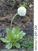 Белая примула мелкозубчатая (Primula denticulata) Стоковое фото, фотограф Svet / Фотобанк Лори