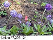 Примула мелкозубчатая (Primula denticulata)   и красный  тюльпан. Первоцветы. Стоковое фото, фотограф Svet / Фотобанк Лори