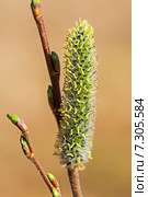 Ива остролистная (Salix acutifolia).Ветвь с тычиночным цветком. Стоковое фото, фотограф Евгений Мухортов / Фотобанк Лори