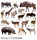 Artiodactyla mammal animals over white background. Стоковое фото, фотограф Яков Филимонов / Фотобанк Лори