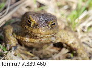 Обыкновенная серая жаба (лат. Bufo bufo) Стоковое фото, фотограф Елена Коромыслова / Фотобанк Лори