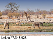 Africa, Namibia, zebras and giraffes in Etosha National Parks. Стоковое фото, агентство BE&W Photo / Фотобанк Лори