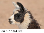 bolivia - baby llama (called a cria)Bolivia, Baby Llama , called a cria. Стоковое фото, агентство BE&W Photo / Фотобанк Лори