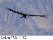 peru - the andean condor (vultur gryphus) in colca canyonPeru, Arequipa, Colca Canyon, Andean Condor, Vultur gryphus. Стоковое фото, агентство BE&W Photo / Фотобанк Лори