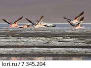 bolivia - the james flamingo (phoenicoparrus jamesi), laguna coloradaBolivia, Laguna Colorada, the Puna Flamingo, Phoenicoparrus Jamesi. Стоковое фото, агентство BE&W Photo / Фотобанк Лори