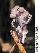 Long-tailed macaque (Macaca fascicularis) in Sacred Monkey Forest, Ubud, Indonesia. Стоковое фото, агентство BE&W Photo / Фотобанк Лори