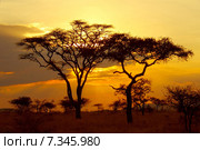 Tanzania Sanset and Acacia Tree, Tanzania Tanzania CWO_0168Africa, Tanzania, sunset. Редакционное фото, агентство BE&W Photo / Фотобанк Лори