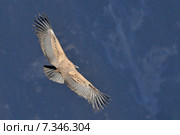 peru - the andean condor (vultur gryphus) in colca canyonPeru, Arequipa, Colca Canyon, Andean Condor, Vultur gryphus. Стоковое фото, агентство BE&W Photo / Фотобанк Лори