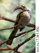 Red-billed hornbill on tree. Стоковое фото, фотограф Яков Филимонов / Фотобанк Лори