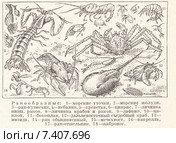Виды ракообразных. Малая советская  энциклопедия, 1930 год. Стоковая иллюстрация, иллюстратор Макаров Алексей / Фотобанк Лори