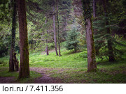 Лес, Абхазия. Стоковое фото, фотограф Наталья Чуб / Фотобанк Лори