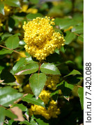 Цветы магонии падуболистной  (Mahonia aquifolium (Pursh) Nutt.) Стоковое фото, фотограф Ирина Борсученко / Фотобанк Лори