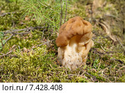 Строчок обыкновенный (лат. Gyromitra esculenta) Стоковое фото, фотограф Елена Коромыслова / Фотобанк Лори