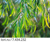 Closeup of plant. Стоковое фото, фотограф Яков Филимонов / Фотобанк Лори