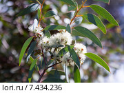 blossoming soap mallee. Стоковое фото, фотограф Яков Филимонов / Фотобанк Лори