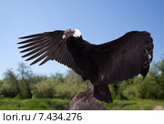 Vultur gryphus in wildness area. Стоковое фото, фотограф Яков Филимонов / Фотобанк Лори