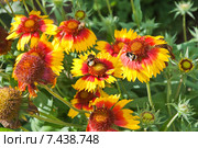 Шмель собирает нектар на цветке Гайлардии (Gaillardia) Стоковое фото, фотограф Алёшина Оксана / Фотобанк Лори