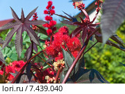 Клещевина обыкновенная (Ricinus communis) Стоковое фото, фотограф Алёшина Оксана / Фотобанк Лори