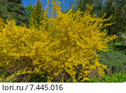 Куст цветущей форзиции яйцевидной (латинское название - forsythia ovata). Москва, Аптекарский огород (филиал ботанического сада МГУ) Стоковое фото, фотограф Сергей Рыбин / Фотобанк Лори