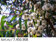 Closeup of soap mallee plant. Стоковое фото, фотограф Яков Филимонов / Фотобанк Лори