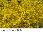 Цветущий куст форзиции яйцевидной (forsythia ovata) как фон. Москва, Аптекарский огород (филиал ботанического сада МГУ) Стоковое фото, фотограф Сергей Рыбин / Фотобанк Лори