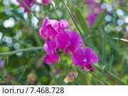 Душистый горошек или чина душистая (Lathyrus odomtus) Стоковое фото, фотограф Алёшина Оксана / Фотобанк Лори